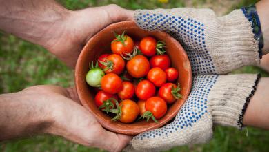 tomatoes